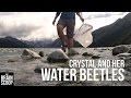 Exploring the World of Riffle Beetles and More