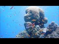 Coral Bleaching and Coloration Effects