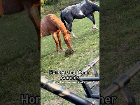 This horse got beef with literally every animal on the farm#funny #animals #farmlife #horse