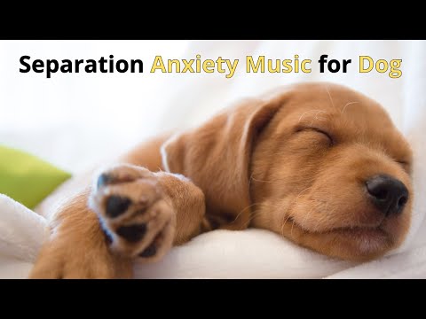 DOGS MUSIC 🐶🎵 Deep Separation #Anxiety Music for #Dog Relaxation! 🐶💖Dog #Calming Sleep Music 🐶