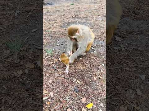 मां का प्यार देखिए! जब मंकी ने अपने बच्चे को सीने से लगाया | Emotional Monkey Moment #yt #shorts