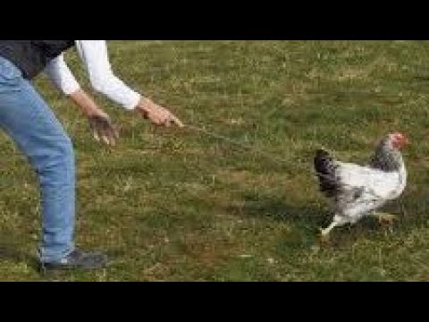 ഇതുപോലെ ട്രെയിനിങ് കിട്ടണം #special training #catch chicken