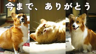 今日からまた入院です。退院したら、最後の動画を作ります。