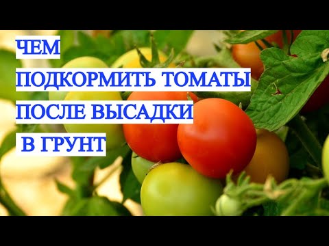 Подкормите томаты ЭТИМ СЕЙЧАС — или останетесь БЕЗ УРОЖАЯ! Работает 100%!