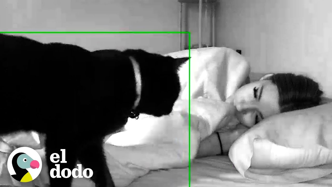 Gato se tira sobre la almohada de su mamá todas las noches