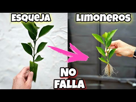 🍋 ENRAIZA MILES de Ramas de LIMÓN o Limoneros sin raíz con el Enraizante para plantas de Aloe Vera