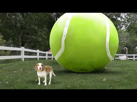 What Happens When This Dog Gets a GIANT Tennis Ball?