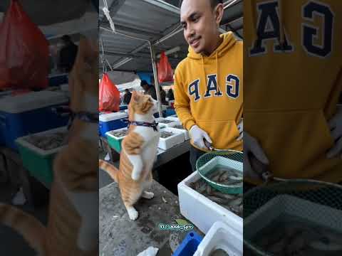 bukan untuk meong