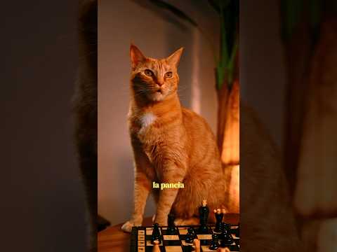 Tra uomo e gatto chi vince?La risposta è ovvia… 😻 #cat #gatti #gatto #pets #film