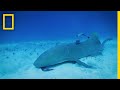 Shark Behavior and Magnetism Study
