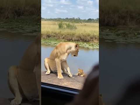 Lioness Had Enough of Her Cub 😂🦁