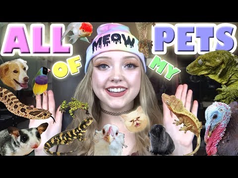 ALL OF MY PETS! 50+!