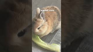 Caramel core
