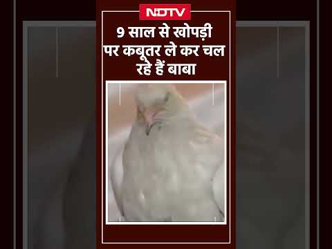 Maha Kumbh 2025: 'कबूतर वाले बाबा' के नाम से क्यों मशहूर हैं जूना अखाड़े के ये बाबा | UP News | NDTV
