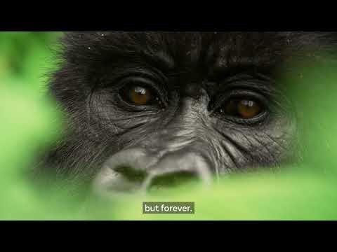 How Rwanda uses Gorilla Gram for conservation of the mountain gorillas in Volcanoes National Park