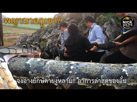 ลุยดิบEP.74 พญานาคภูเขา จงอางยักษ์กินงูหลาม!! และอาการล่าสุดของอั๋น