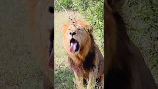 Lion Coughs Up Hairball with the Most Unexpected Sound