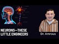 Neurons and Their Functions