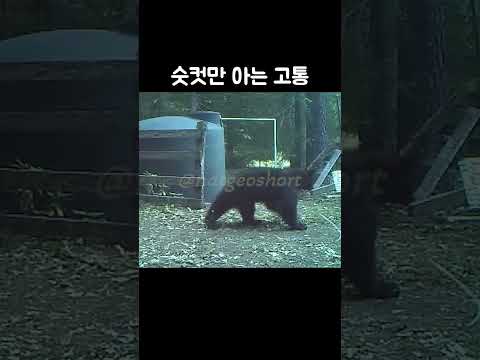 숫컷들만 아는 고통 #곰
