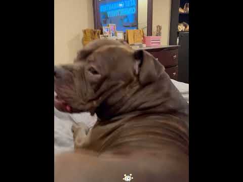 Funny dog #funnydog #funnyvideos #dog #fyp #usa🇺🇸 #foryou