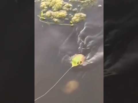 Con cá khổng lồ cú táp cực mạnh #cacconvat #docla #fishing