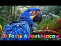 Macaw Parrots: Features and Conservation