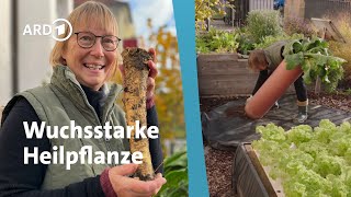 Meerrettich im Rohr pflanzen - Geheimtipp für eine leichte Ernte  | Querbeet
