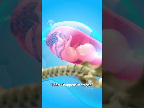 What Really Happens During Normal Delivery 😱 #pregnancy #viralvideo - Creativelearning3d