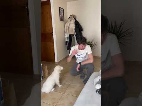 Bref. #animaux #chien #chiot #goldenretriever #amour