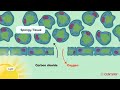 Gas Exchange in Plants and Animals