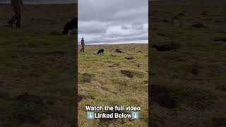 Fast reactions #lurcher #workingdog #hunting #huntinguk #catchdog #rabbiting