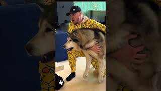 Мини Хаски Magic Five знакомится с нашим Маламутом!