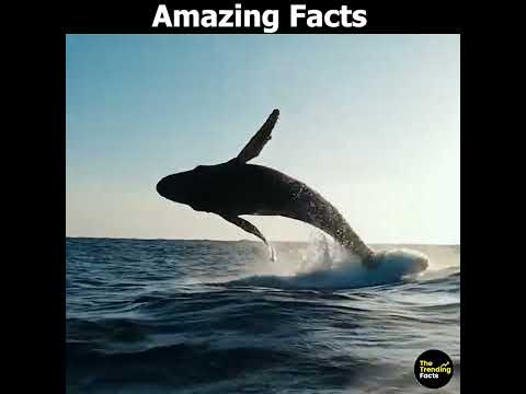 एक ऐसी मछली जो रोज़ Brush करती है..!🔥😳 3 Amazing Facts #amazingfacts
