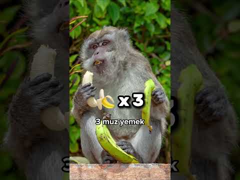Siz mantığı anlamak? 🐒