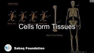 Cells form Tissues