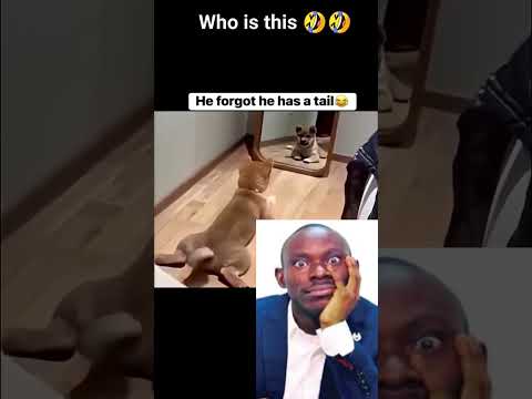 He forgot he has a tail🤣 #funnyanimals #viralvideo #funnyvideos #dog #doglover