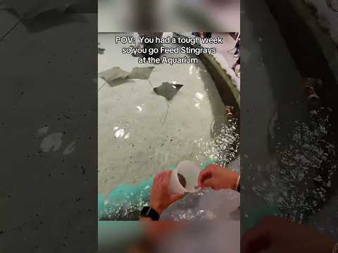 POV: Feeding Stingrays!