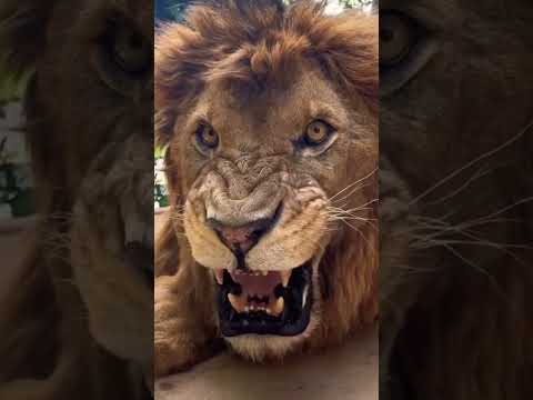 FASCINATING facts about LIONS that MOST DON'T know about in 60 secs.