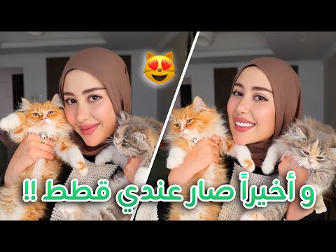 و أخيرا جبت قطط عندي بالبيت !! تعالوا اعرفكم عليهم 😻❤️