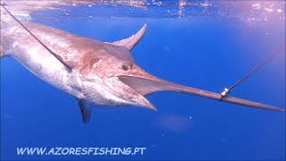 Blue Marlin Jumps, , Fighting in Boat "Galáxia" Azores Fishing 2020