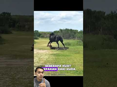Ternyata kaki kuda sangat kuat ! 😱 #hewan #animals #faktaunik #funny #videopendek #reaction #lucu
