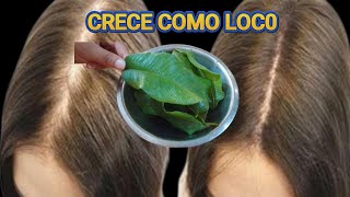 Esto detiene la caida del cabello en 3 dias ,y cubre las canas desde el primer Uso.