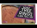 Understanding Tree Rings and Their Stories
