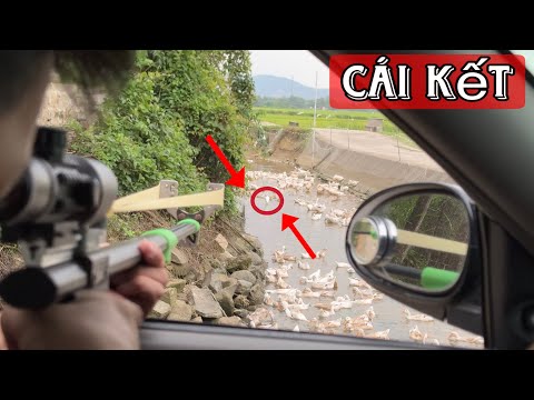 Test súng ná vip 10 ngay bầy vịt nhà và cái kết