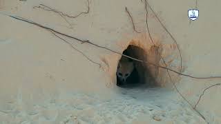من أجما حيوانات الصحراء واهمها/One of the most important and beautiful desert animals