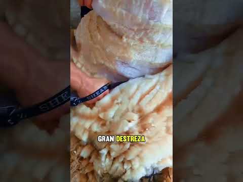 Ideas erróneas sobre la lana