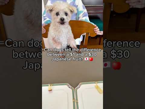 Can Dogs Tell the Difference Between a $1 and $30 Japanese Apple?