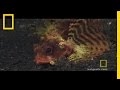 Coral Reefs and Their Ecosystem
