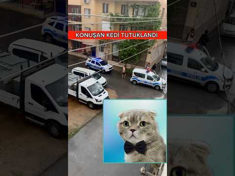 SON DAKİKA KONUŞAN KEDİ BERLİN TUTUKLANDI 🥹 #shorts #viral #tiktok