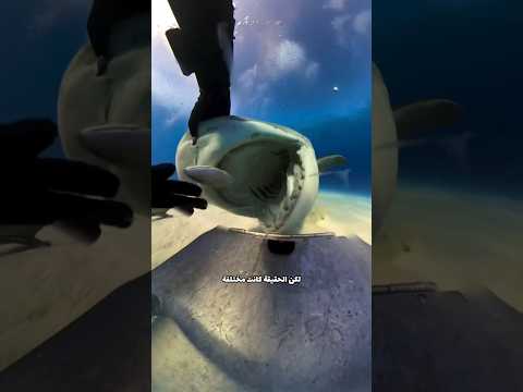 ما الذي يريد القرش؟! 🤔